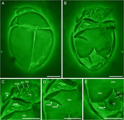 New fossils of Sphaeriusidae from mid-Cretaceous Burmese amber revealed by confocal microscopy (Coleoptera: Myxophaga)